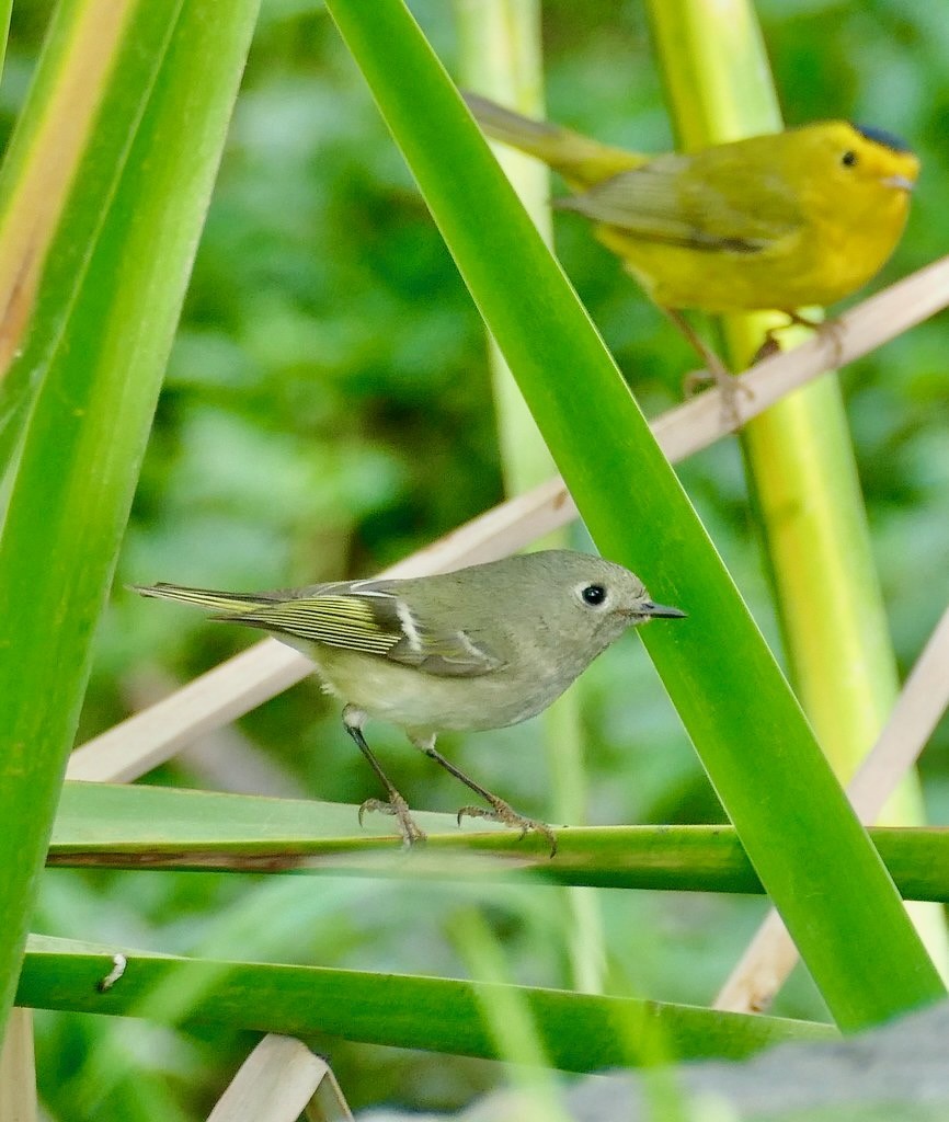 Ruby-crowned Kinglet (Corthylio calendula) female and Wilson's Warbler (Cardellina pusilla) male ...